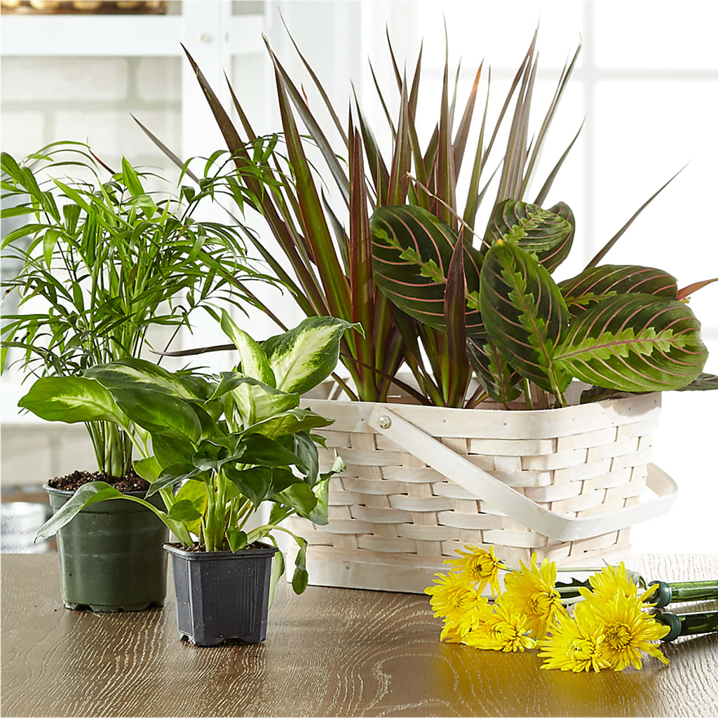 Florist Designed Blooming and Green Plants in a Basket – LEE'S FLORIST & GREENHOUSE, Center Line MI