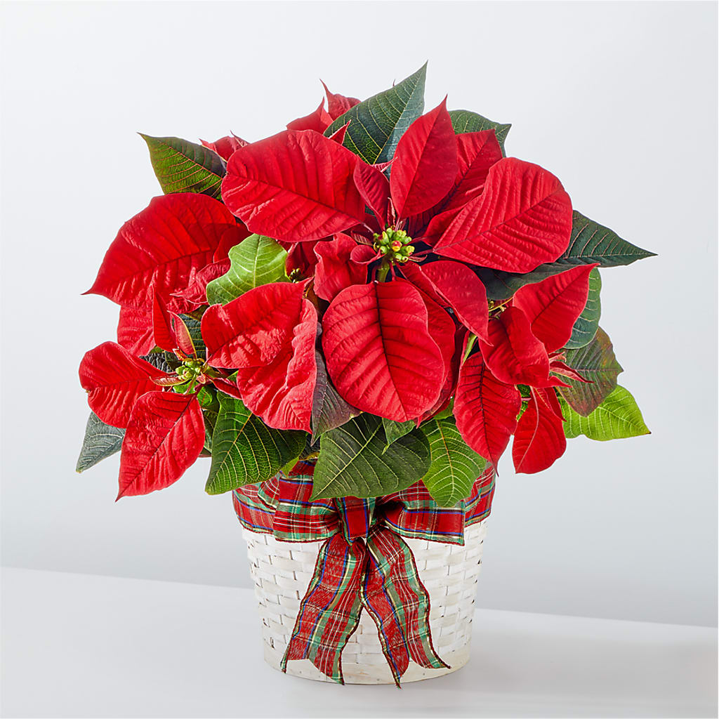 Happiest Holidays Poinsettia – LEE'S FLORIST & GREENHOUSE, Center Line MI