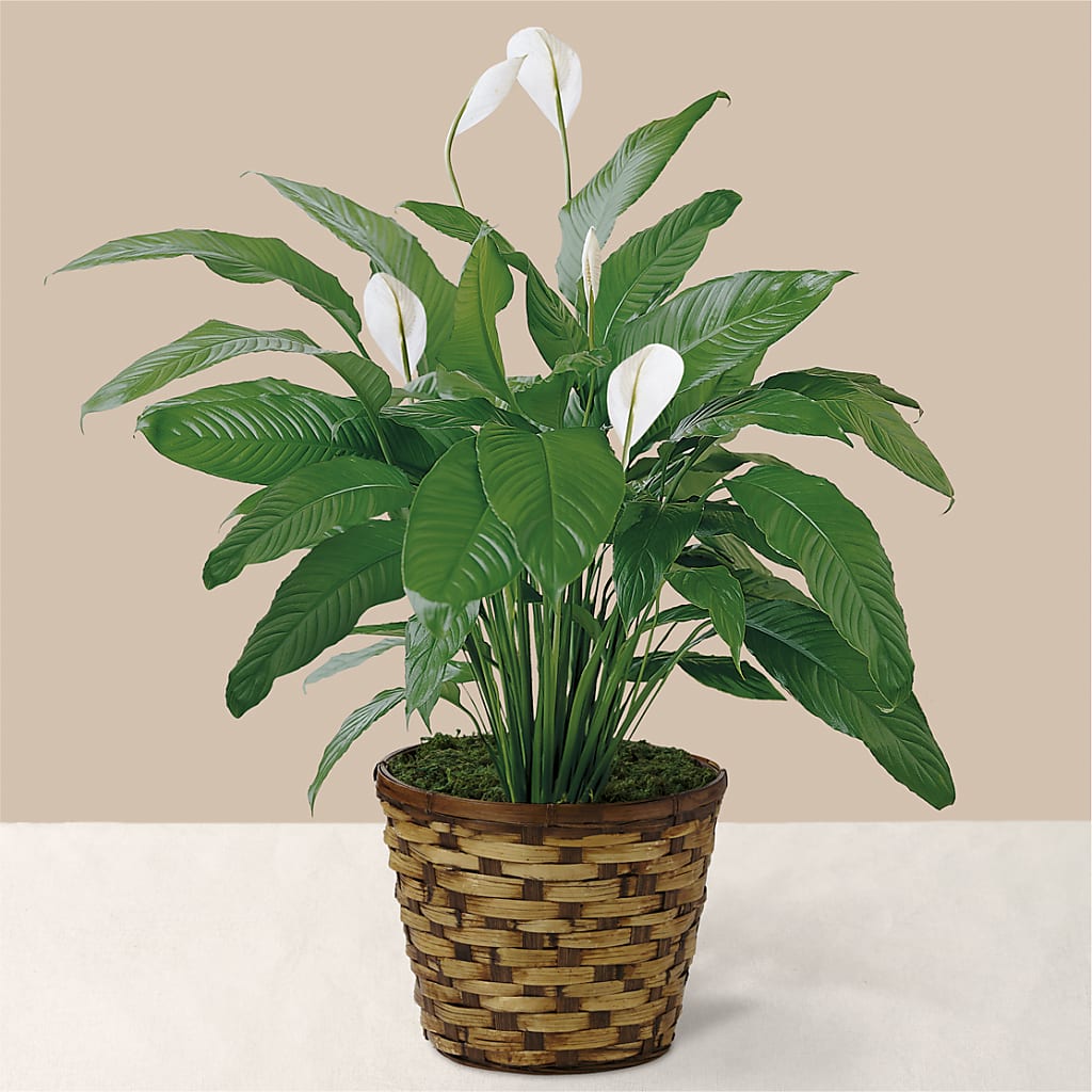 Tranquil Moments Peace Lily Plant – LEE'S FLORIST & GREENHOUSE, Center Line MI