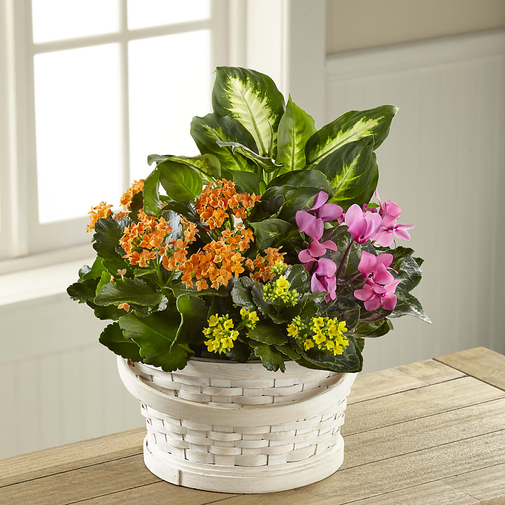 Color Crush Dishgarden – LEE'S FLORIST & GREENHOUSE, Center Line MI