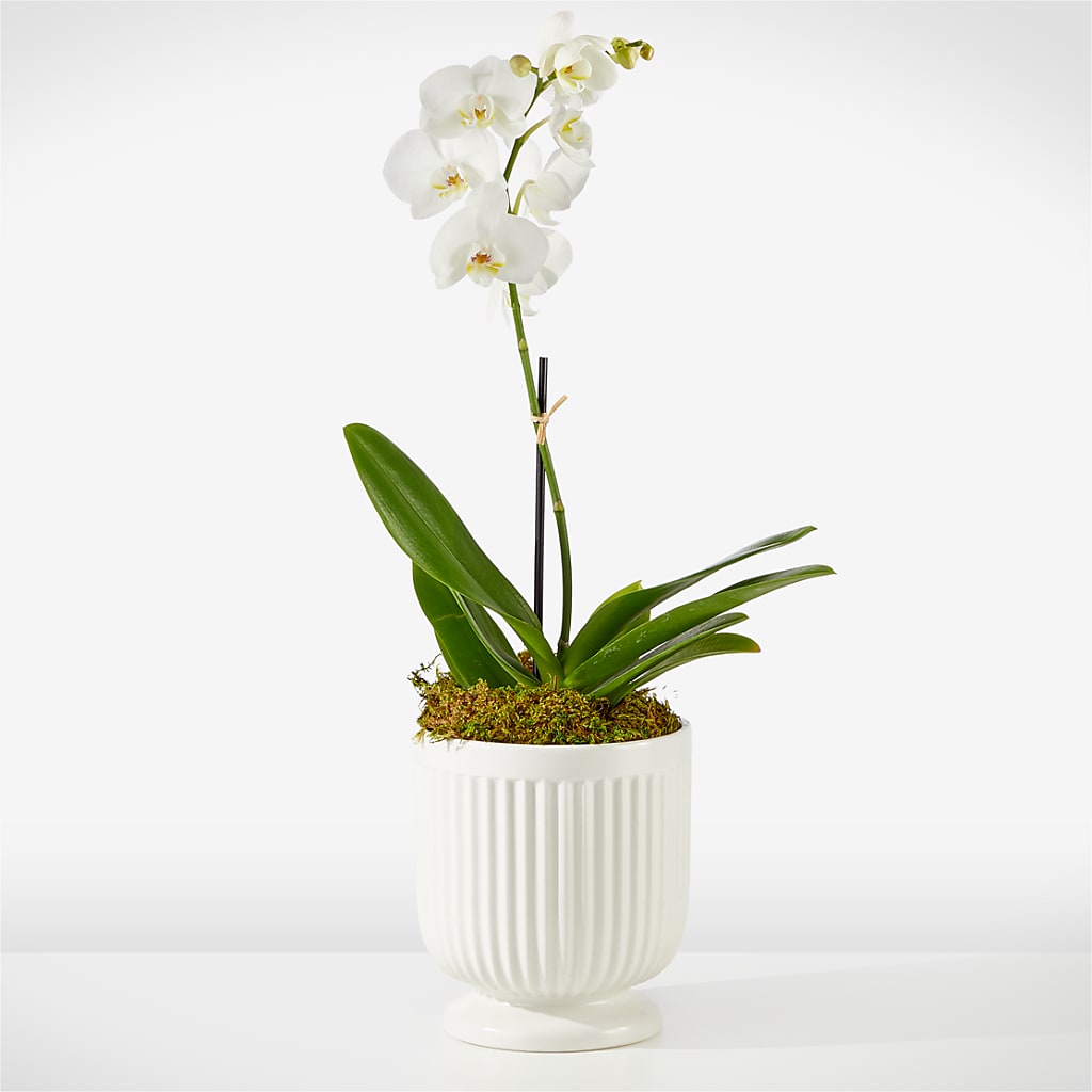 Whispering White Orchid – LEE'S FLORIST & GREENHOUSE, Center Line MI