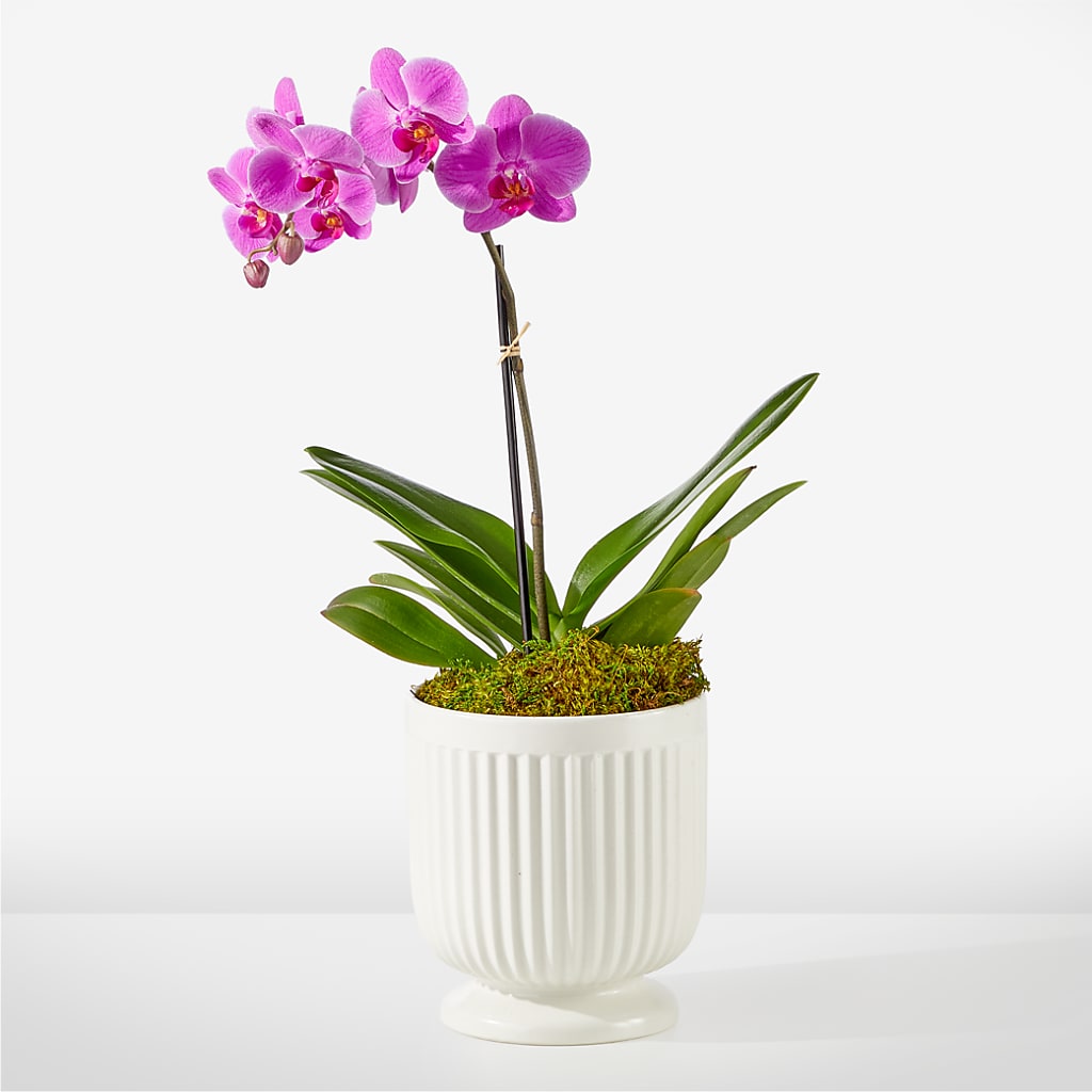 Friendly Fuchsia Orchid – LEE'S FLORIST & GREENHOUSE, Center Line MI