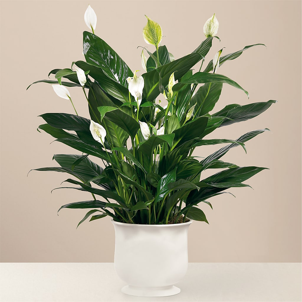 Comfort Planter – LEE'S FLORIST & GREENHOUSE, Center Line MI