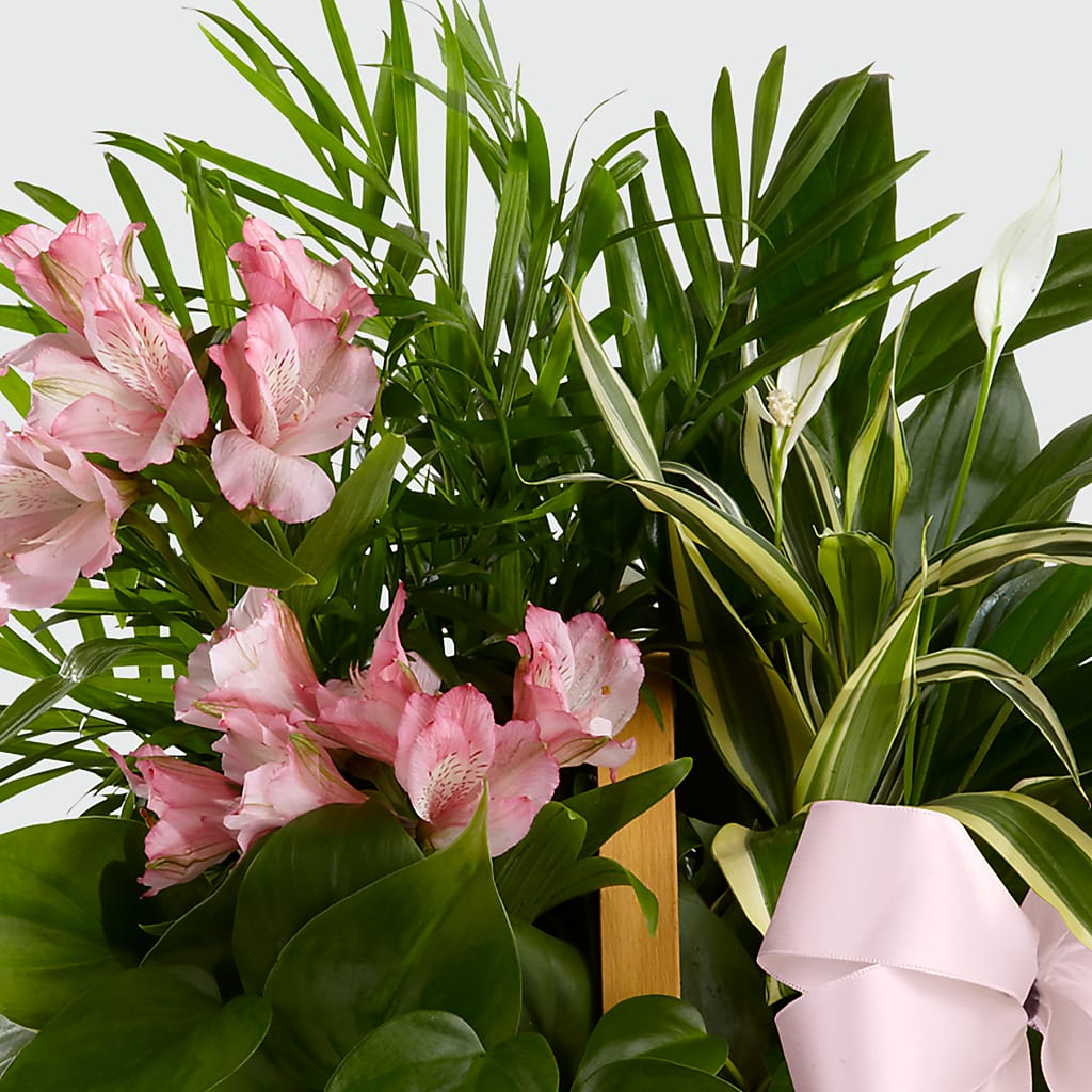 Living Spirit Dishgarden – LEE'S FLORIST & GREENHOUSE, Center Line MI