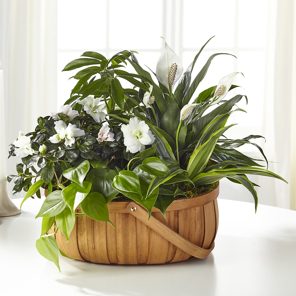 Serene Dishgarden – LEE'S FLORIST & GREENHOUSE, Center Line MI