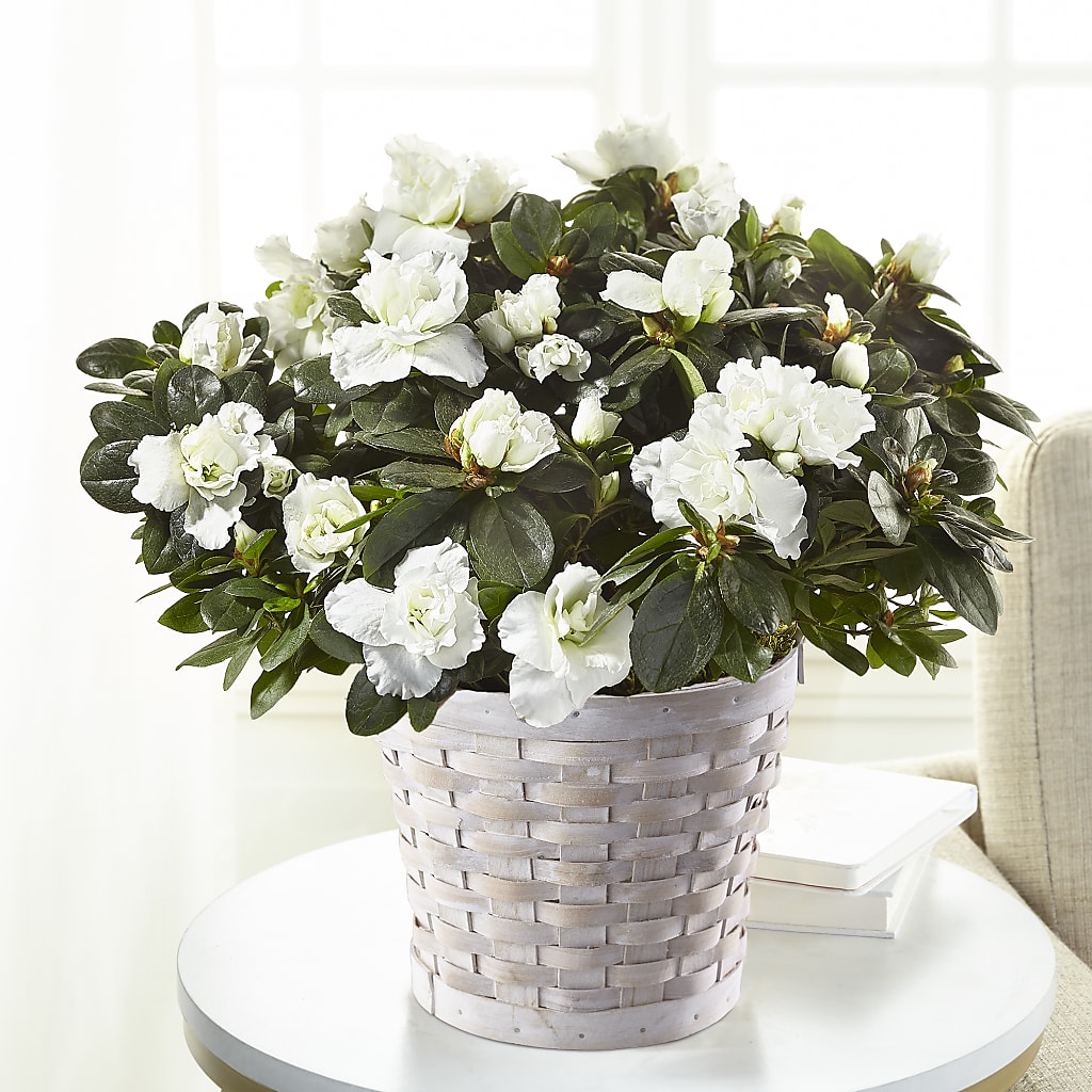 White Azalea Plant – LEE'S FLORIST & GREENHOUSE, Center Line MI