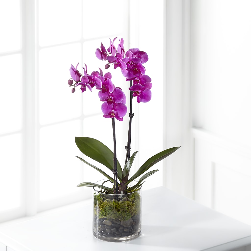 Pink Orchid Plant – LEE'S FLORIST & GREENHOUSE, Center Line MI