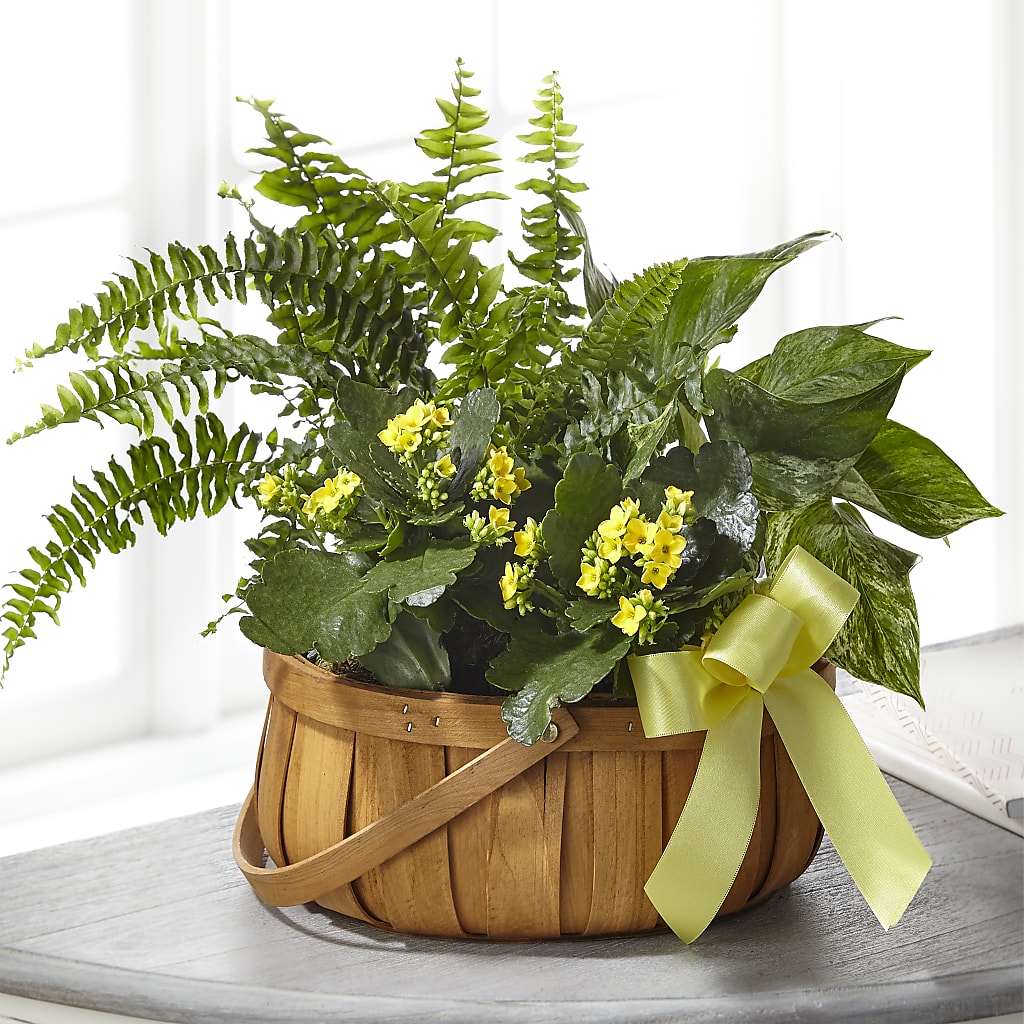 Always Dear Dishgarden – LEE'S FLORIST & GREENHOUSE, Center Line MI