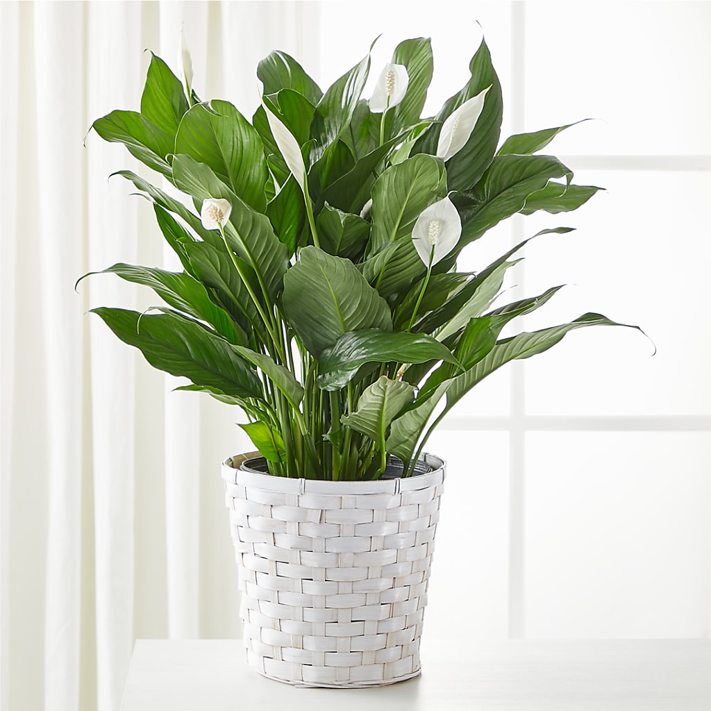 A New Leaf Peace Lily – LEE'S FLORIST & GREENHOUSE, Center Line MI