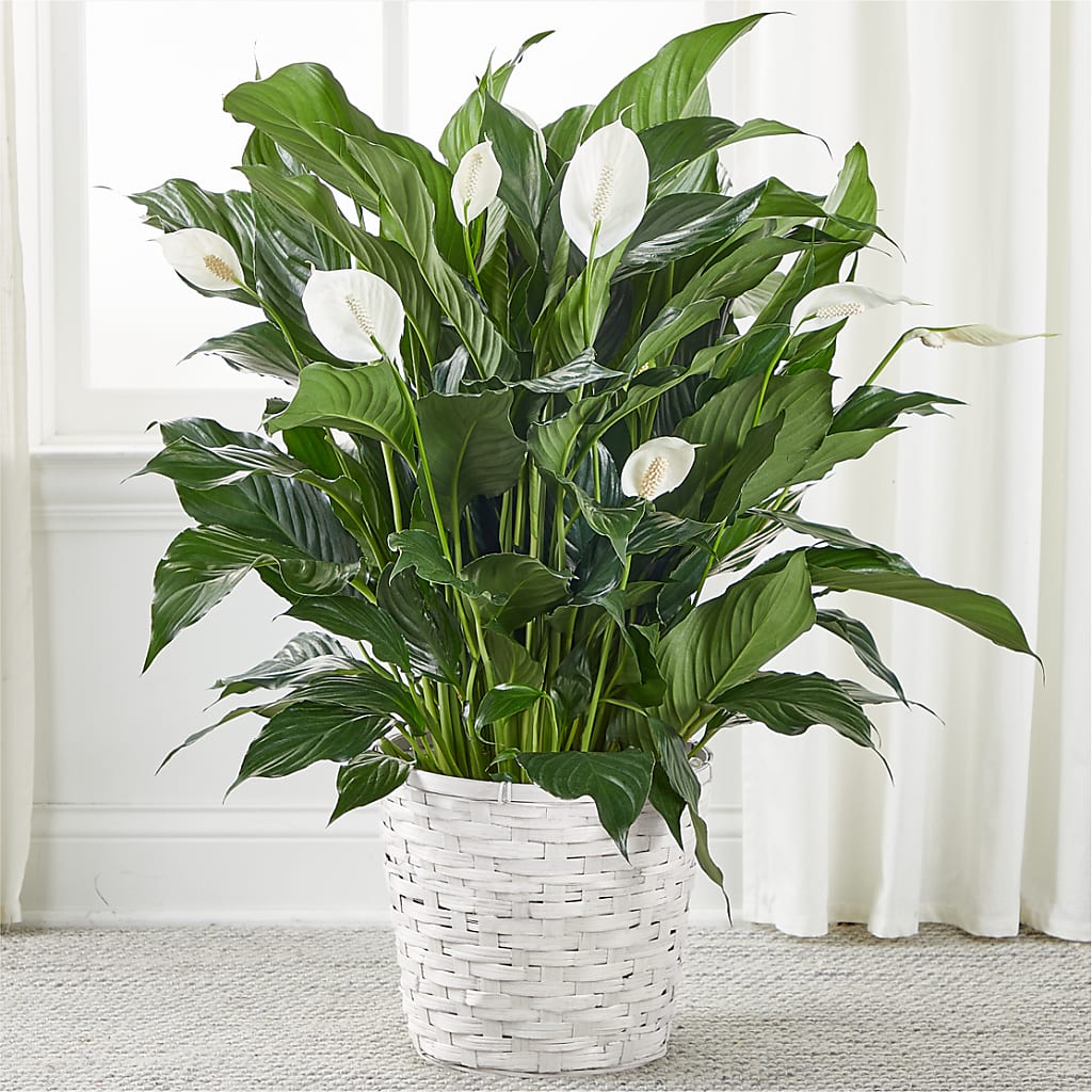A New Leaf Peace Lily – LEE'S FLORIST & GREENHOUSE, Center Line MI