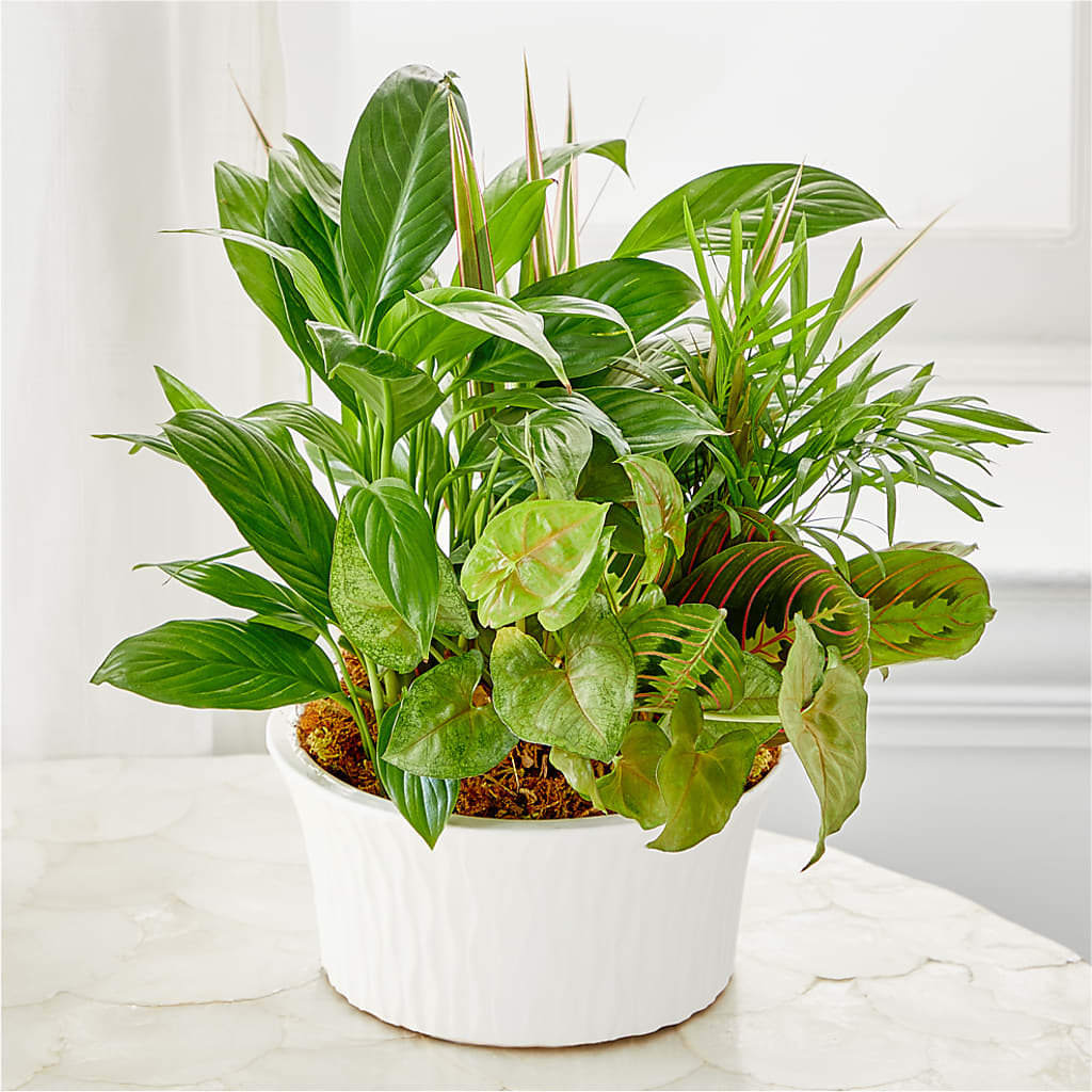 Balance & Harmony Dishgarden – LEE'S FLORIST & GREENHOUSE, Center Line MI