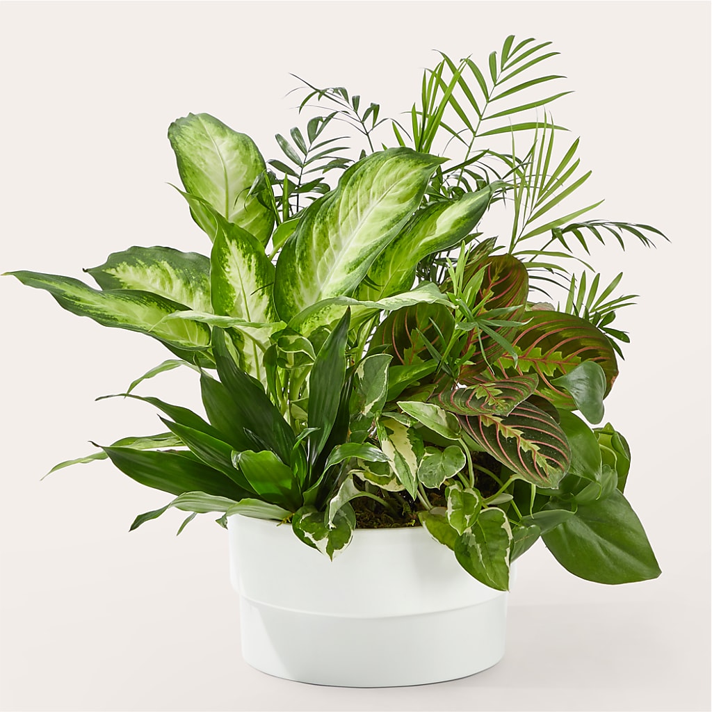 Radiating Positivity Dishgarden – LEE'S FLORIST & GREENHOUSE, Center Line MI
