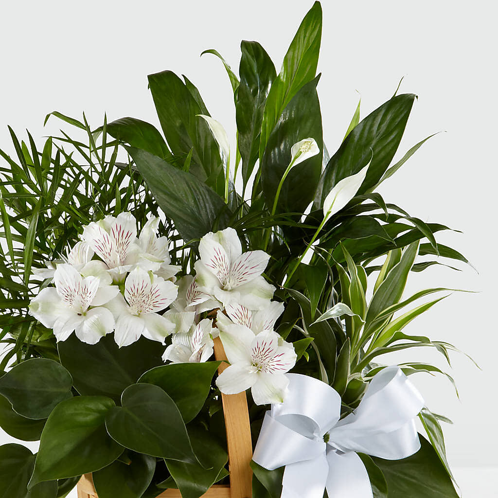 Peace & Serenity Dishgarden – LEE'S FLORIST & GREENHOUSE, Center Line MI