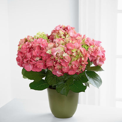 Pink Hydrangea Planter – LEE'S FLORIST & GREENHOUSE, Center Line MI