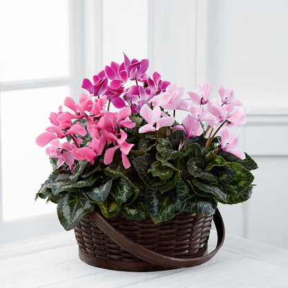 Mixed Cyclamen Planter – LEE'S FLORIST & GREENHOUSE, Center Line MI
