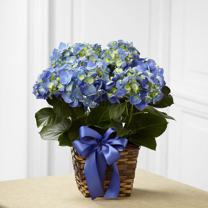 Blue Hydrangea Planter – LEE'S FLORIST & GREENHOUSE, Center Line MI