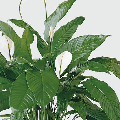 Tranquil Moments Peace Lily Plant – LEE'S FLORIST & GREENHOUSE, Center Line MI