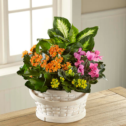Color Crush Dishgarden – LEE'S FLORIST & GREENHOUSE, Center Line MI