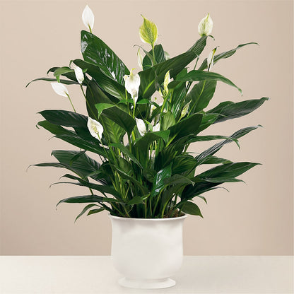 Comfort Planter – LEE'S FLORIST & GREENHOUSE, Center Line MI