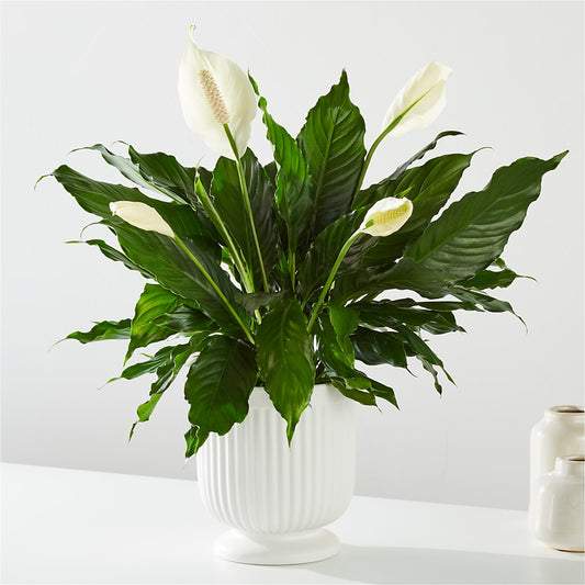 Comfort Planter – LEE'S FLORIST & GREENHOUSE, Center Line MI