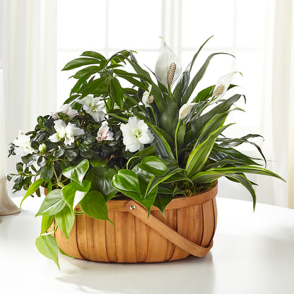 Serene Dishgarden – LEE'S FLORIST & GREENHOUSE, Center Line MI