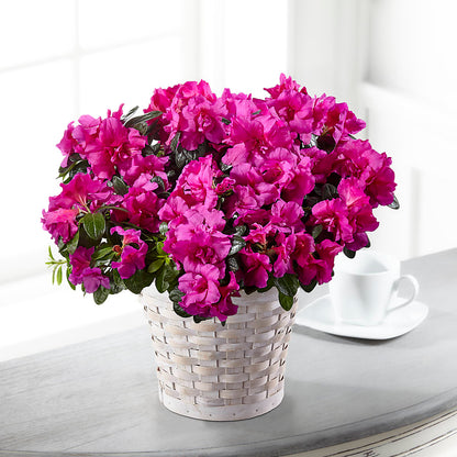 Hope & Serenity Azalea Plant – LEE'S FLORIST & GREENHOUSE, Center Line MI