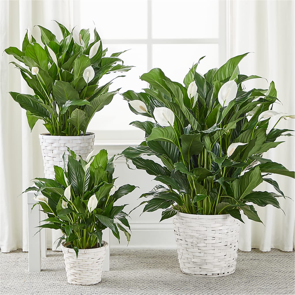 A New Leaf Peace Lily – LEE'S FLORIST & GREENHOUSE, Center Line MI