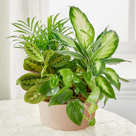 Balance & Harmony Dishgarden – LEE'S FLORIST & GREENHOUSE, Center Line MI