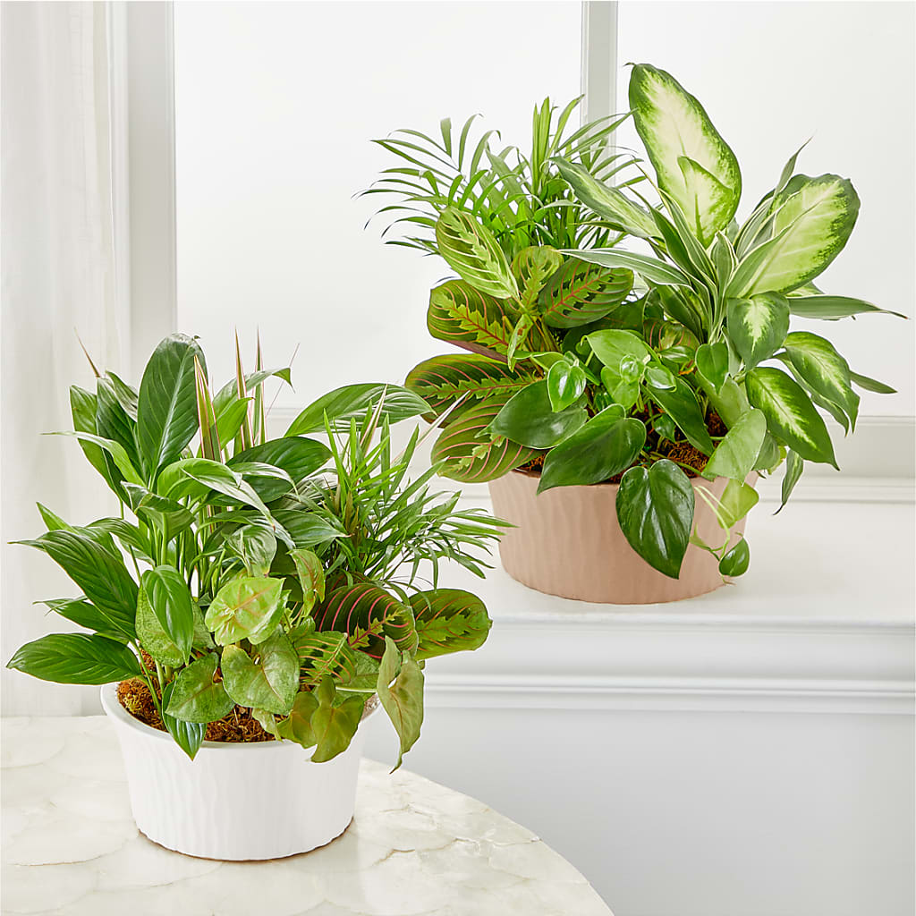 Balance & Harmony Dishgarden – LEE'S FLORIST & GREENHOUSE, Center Line MI