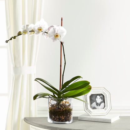 White Orchid Planter – LEE'S FLORIST & GREENHOUSE, Center Line MI